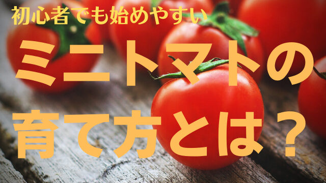ミニトマトの育て方とは お手入れ方法 失敗しない方法を含めて解説 育て方のモモムギ