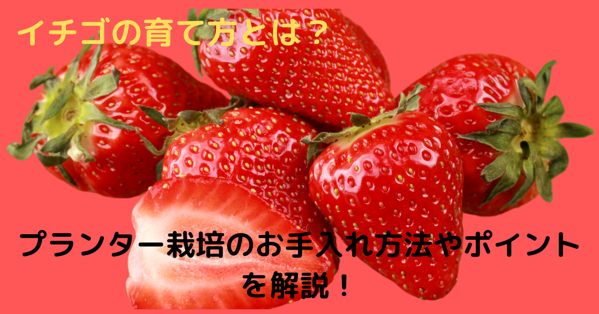 イチゴの育て方とは プランター栽培のお手入れ方法や失敗しないポイントを解説 育て方のモモムギ