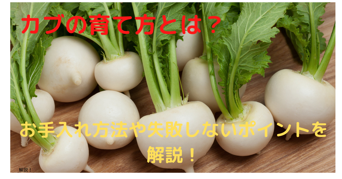 カブの育て方とは お手入れ方法や失敗しないポイントを解説 育て方のモモムギ