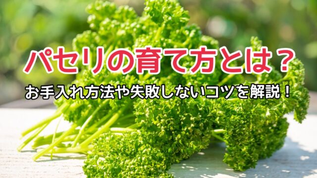 パセリの育て方とは 初心者でも簡単に 失敗しないコツとともに解説 育て方のモモムギ