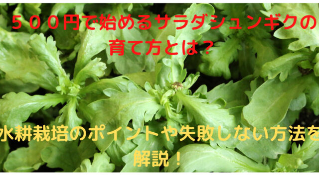 ５００円で始めるサラダシュンギクの育て方とは？水耕栽培のポイントや失敗しない方法を解説！｜育て方のモモムギ