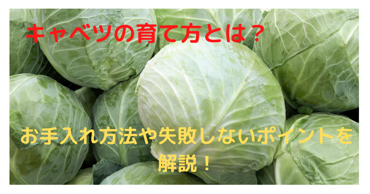 キャベツの育て方とは お手入れ方法や失敗しないポイントを解説 育て方のモモムギ