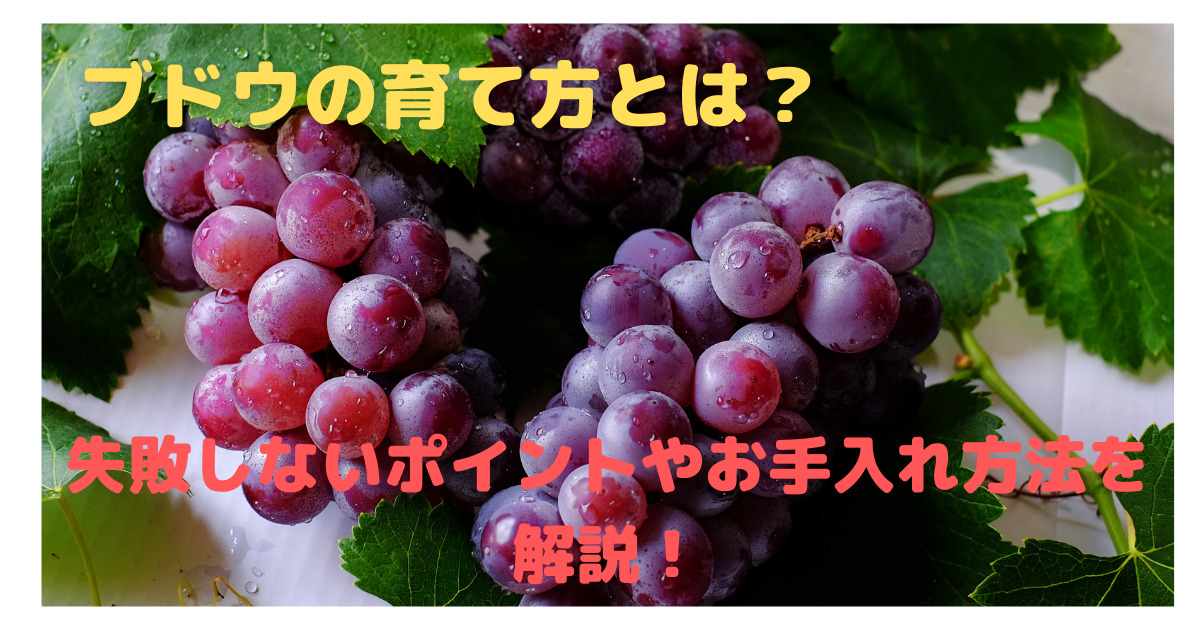 ブドウの育て方とは 失敗しないポイントやお手入れ方法を解説 育て方のモモムギ