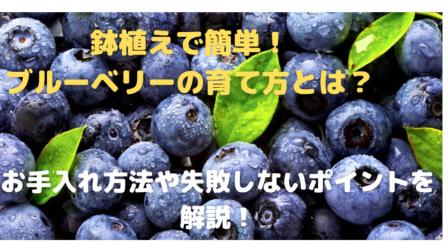 鉢植えで簡単 ブルーベリーの育て方とは お手入れ方法や失敗しないポイントを解説 育て方のモモムギ