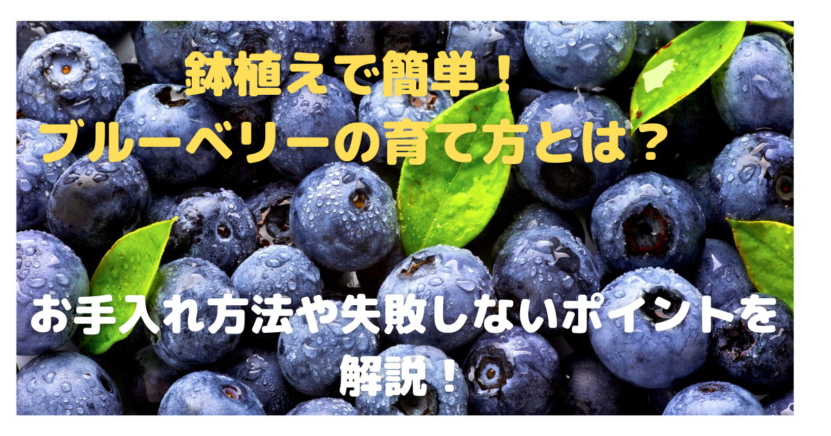 鉢植えで簡単 ブルーベリーの育て方とは お手入れ方法や失敗しないポイントを解説 育て方のモモムギ