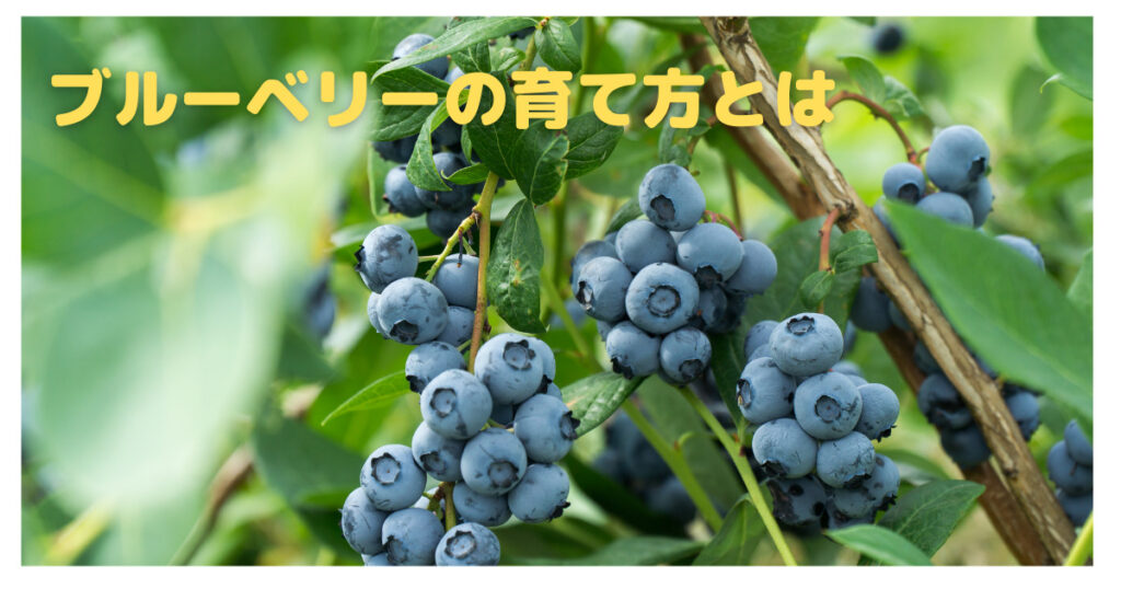 鉢植えで簡単！ブルーベリーの育て方とは？お手入れ方法や失敗しないポイントを解説！｜育て方のモモムギ